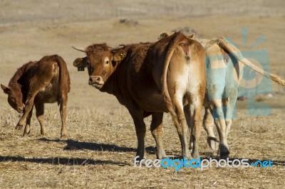 Brown Cows Stock Photo
