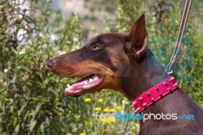 Brown Domestic Dog With Red Collar Stock Photo