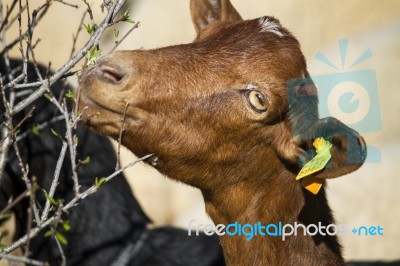 Brown Domestic Goat Stock Photo