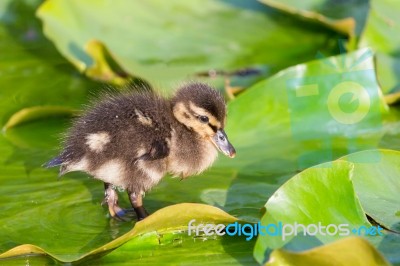 Brown Duckling Walking On Water Lily Leaves Stock Photo