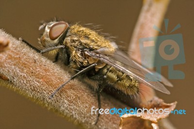 Brown Fly In A Branch Stock Photo