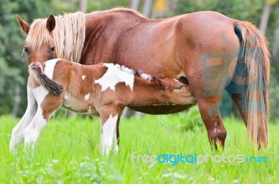 Brown Foal Suckling From Mare Stock Photo