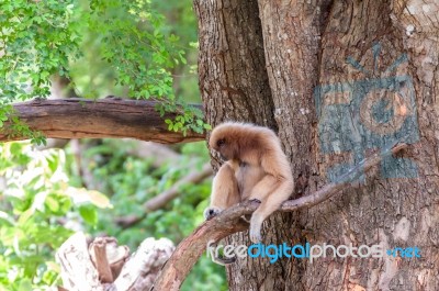 Brown Gibbon Sitting On Tree Stock Photo