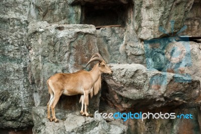 Brown Goat Stock Photo