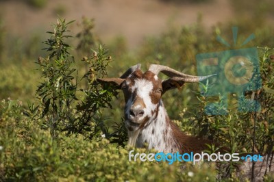 Brown Goat In A Pasture Stock Photo
