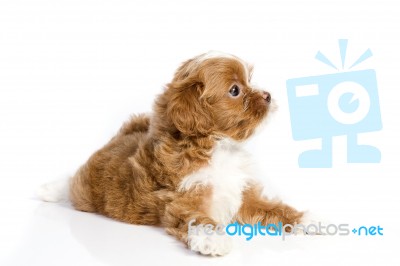 Brown Havanese Puppy Stock Photo