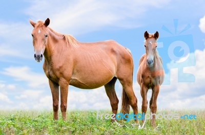 Brown Horse And Foal Looking Stock Photo
