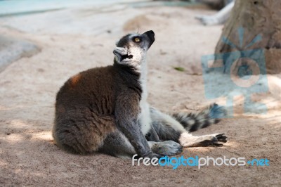 Brown Lemur On Ground Stock Photo