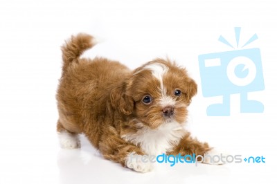 Brown Little Havanese Puppy Stock Photo