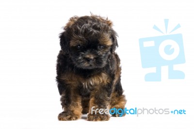 Brown Little Havanese Puppy Stock Photo