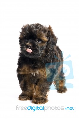 Brown Little Havanese Puppy Stock Photo