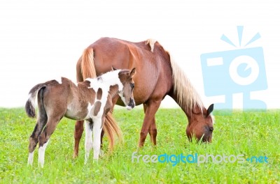 Brown Mare And Foal Isolated On White Stock Photo