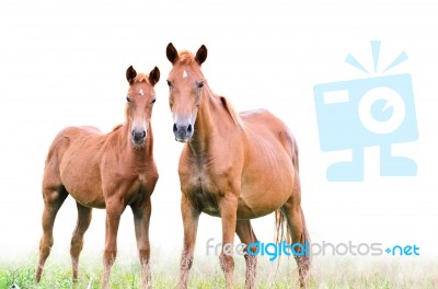 Brown Mare And Foal On White Background Stock Photo