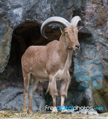 Brown Mountain Goat Stock Photo