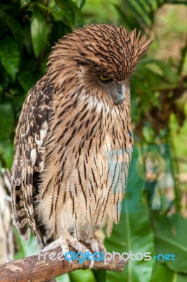 Brown Owl Perching Stock Photo