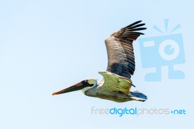 Brown Pelican In Flight Stock Photo