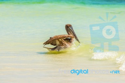 Brown Pelican In The Ocean On Galapagos Islands Stock Photo