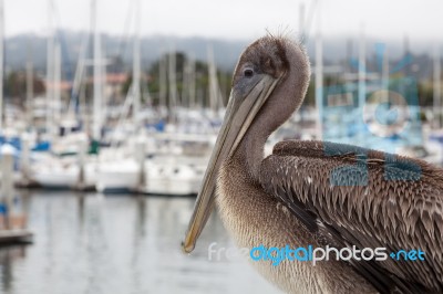 Brown Pelican (pelecanus Occidentalis) Stock Photo