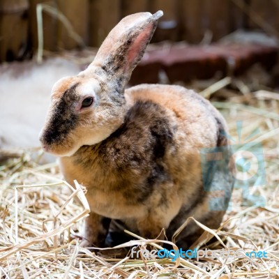 Brown Rabbit On The Straw Stock Photo