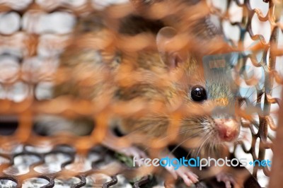 Brown Rat In A Cage Stock Photo