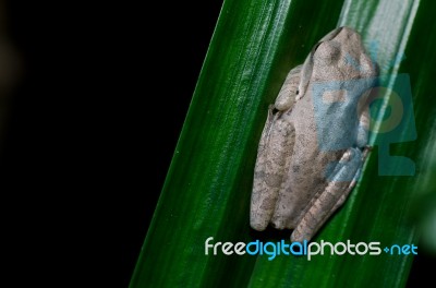 Brown Tree Frog Stock Photo