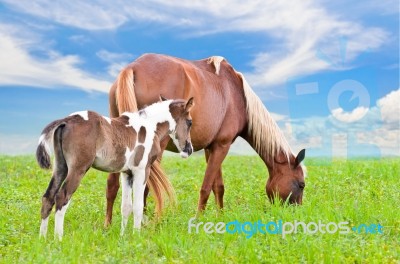 Brown White Mare And Foal With Sky Background Stock Photo