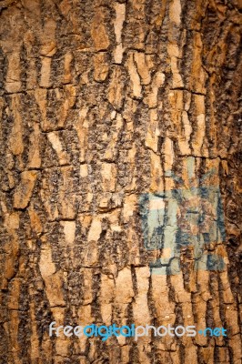 Brown Wood Bark Stock Photo