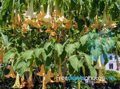 Brugmansia Flowering In Estepona Stock Photo