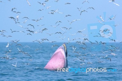 Bryde Whale And Seagull Stock Photo