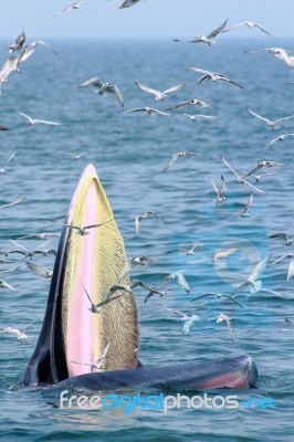 Bryde Whale And Seagull Stock Photo