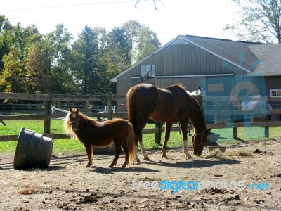 Bucks County PA, Horse Farm With Pony And Horse Stock Photo