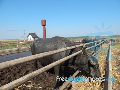 Buffalo Farm, Buffaloes Grazing In Open-air Cages  Stock Photo