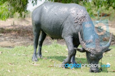 
Buffalo Muddy Cool Grazing In A Field With Happiness Stock Photo