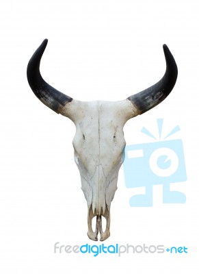 Buffalo Skull Stock Photo Buffalo Skull Stock Photo