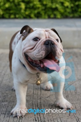 Bull Dot Stand On The Street And Show Tounge Stock Photo
