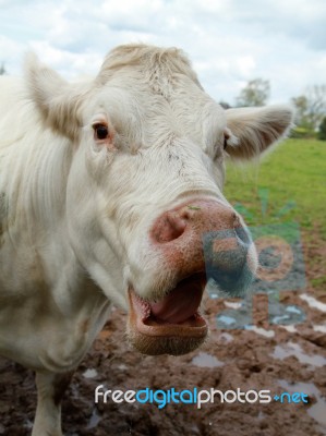 Bull In Muddy Field Stock Photo