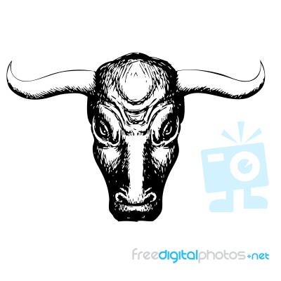 Bull On White Background Stock Image