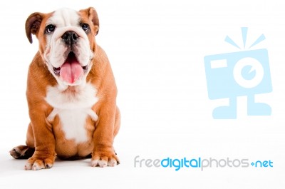 Bulldog Stock Photo