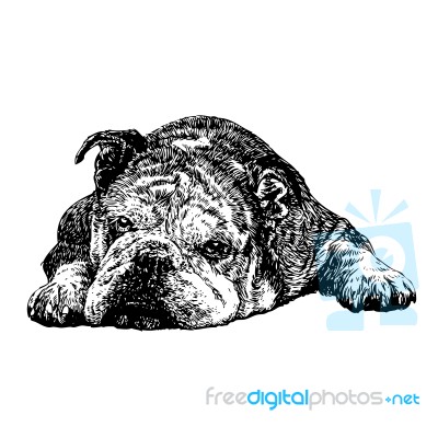 Bulldog Stock Image Bulldog Stock Image