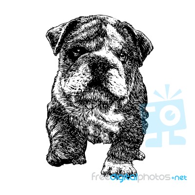 Bulldog Hand Drawn Stock Image