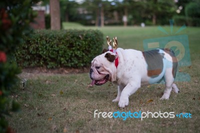Bulldog With Gold Horn Walk On The Grass Stock Photo