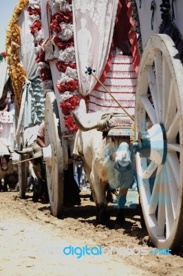 Bulls On Parade Stock Photo