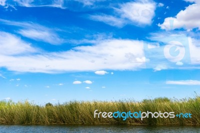 Bulrush In Colorado River Under Blue Sky Stock Photo