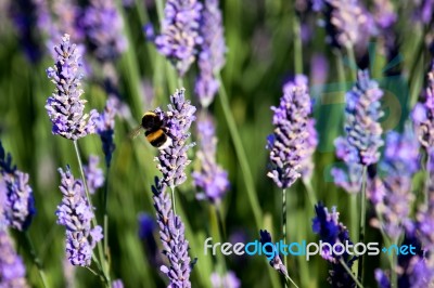Bumble Bee On Lavender Stock Photo
