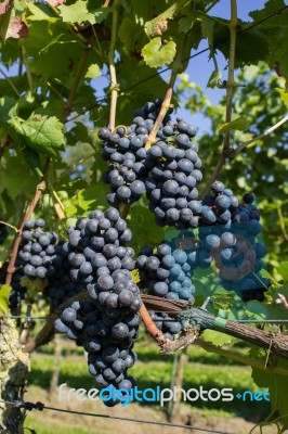 Bunch Of Blue Grapes Stock Photo