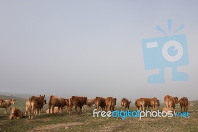 Bunch Of Brown Cows Stock Photo