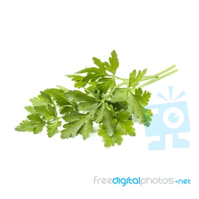 Bunch Of Fresh Green Parsley On White Background Stock Photo