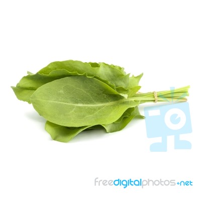 Bunch Of Fresh Green Sorrel Or Spinach On White Background Stock Photo