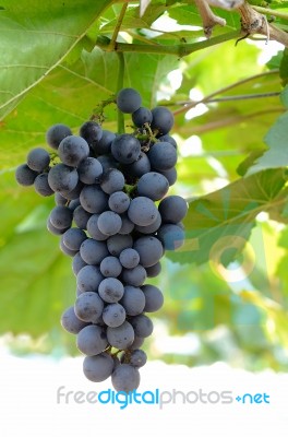 Bunch Of Grape With Green Leave In The Garden Stock Photo