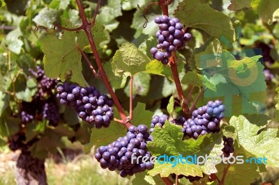 Bunch Of Grapes Stock Photo